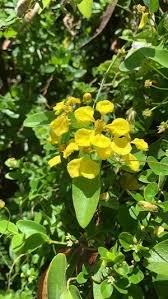 Stigmaphyllon jaune